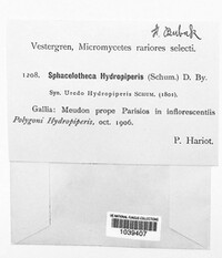 Sphacelotheca hydropiperis image